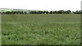 Grassland above Berwick