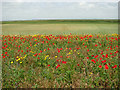 TG4905 : Poppies in field above Burgh Castle Marshes by Evelyn Simak
