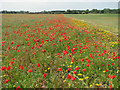 Poppies beside the path to Crow