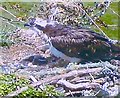 Wigtown Bay Ospreys