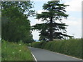 SO7810 : Minor road near Parkend Lodge by Sarah Charlesworth