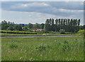 Line of poplars by the trout farm