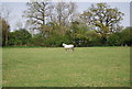 Horse by the Greensand Way