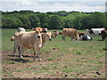 Cows at Leyhurst Farm