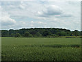 Fir Field Copse