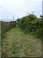 Bridleway between Craig-y-mwnt and Ty-gwyn