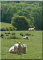 Grazing and woodland near Frith Hall