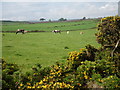 NO8695 : Fields southwest of Rothnick Croft by C Michael Hogan