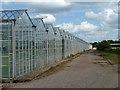 Range of greenhouses at West Cranleigh Nurseries