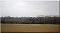 Fields and trees near the River Coquet