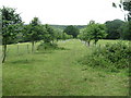 Avenue of trees, west of Northchapel