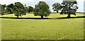 Trees and hedge, Hillsborough