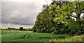 Barley field, Hillsborough (2)