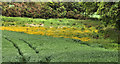 Buttercups near Hillsborough