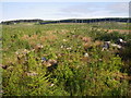 Recently clearcut conifer forest