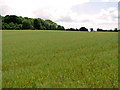 Poppies in a crop of oats below Dodd