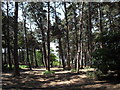 Woodland at Lifeboat Road, Formby