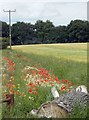 Poppies and power lines