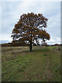 TL9335 : Autumn Tree, Hullback's Grove by Roger Jones