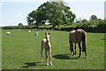 SP2065 : Mare and foal, ewes and lambs by Robin Stott