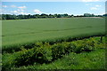 Fields off the A31