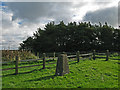 NY9985 : Trig point at Whitehill. by Trevor Littlewood