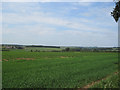 Potato crop opposite Hoe Hill Farm