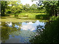 Swellinghill Pond Reflections