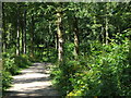 Forest path, Abbots Wood, East Sussex