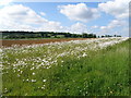 Field margins near Everdon