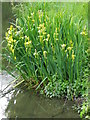 Yellow Iris (Iris pseudacorus), Cuttenham Farm