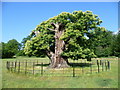 TQ4771 : Veteran tree in Foots Cray Meadows by Marathon