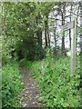 Path to River Clyde shore at Cardross