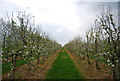 TQ9345 : Orchard blossom by N Chadwick