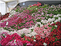 SO7842 : Floral display at the 2010 Spring Gardening Show by Trevor Rickard