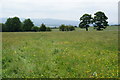 Buttercup fields near Fence