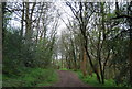 Footpath through the woods