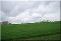 Wheat by the West Sussex Literary Trail