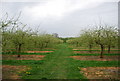 Orchard by the path