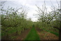 Orchard by the Greensand Way