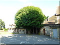 Holy Rood, Stubbington: tree by the church hall