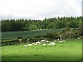 Cattle, Croftgary