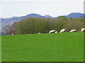 Grazing land near Ochtertyre