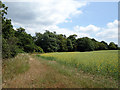 Looking along Hall Wood