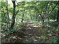 Public footpath in Kent Wood