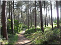 Woodland path in Ainsdale Nature Reserve