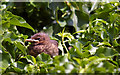 Young blackbird in Crouch End