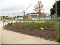 TQ3677 : Fordham Park: planting by Stephen Craven