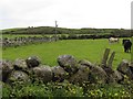 Cattle on the slopes of Leitrim Hill