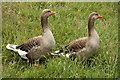TQ5337 : Greylag Geese by Richard Croft
